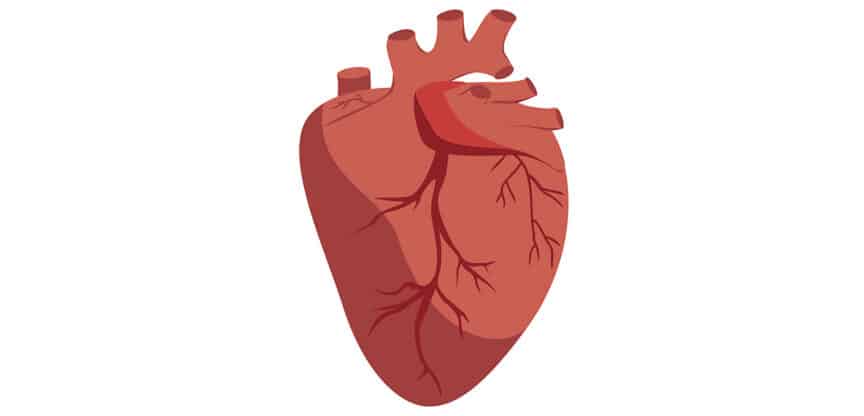 Illustration eines anatomischen menschlichen Herzens mit sichtbaren Blutgefäßen.
