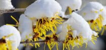 Gelbe Blüten an Zweigen, die mit Schnee bedeckt sind.