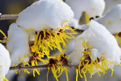 Gelbe Blüten an Zweigen, die mit Schnee bedeckt sind.
