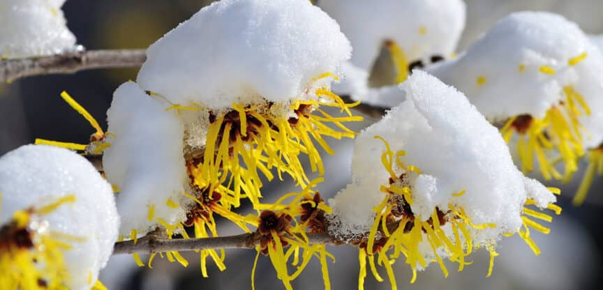 Gelbe Blüten an Zweigen, die mit Schnee bedeckt sind.