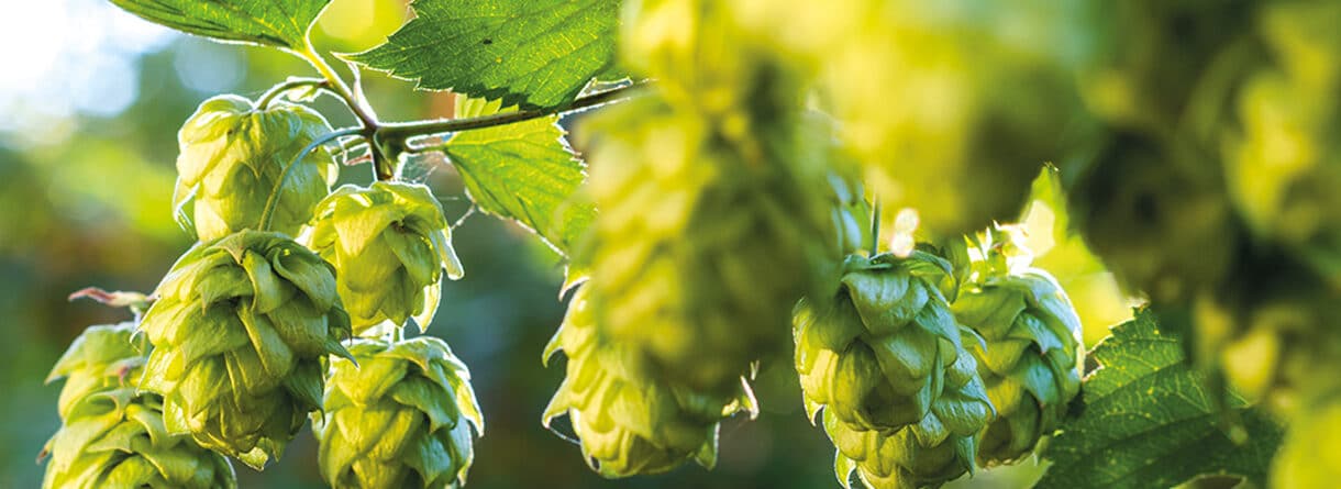 Nahaufnahme von grünen Hopfendolden an einer Pflanze im Sonnenlicht.