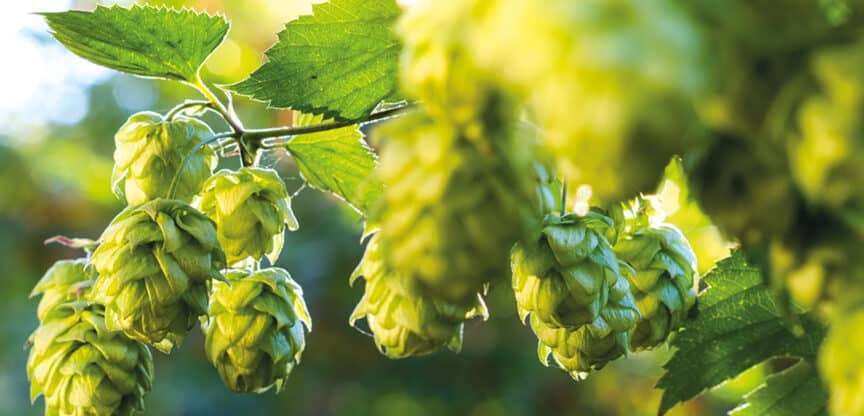 Nahaufnahme von grünen Hopfendolden an einer Pflanze im Sonnenlicht.