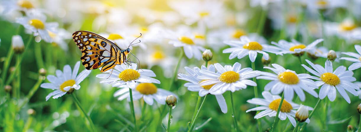 Bunter Schmetterling auf einer weißen Blüte zwischen vielen Margeriten im Sonnenlicht.