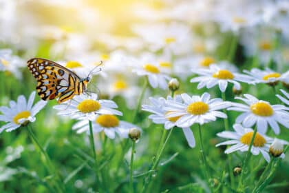 Bunter Schmetterling auf einer weißen Blüte zwischen vielen Margeriten im Sonnenlicht.