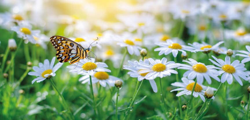 Schmetterling sitzt auf weißen Margeriten in einer sonnigen Blumenwiese im Frühling.
