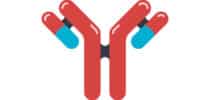 Illustration eines Y-förmigen Antikörpers mit gebundenen Medikamenten – Symbol für moderne Antikörpertherapien und zielgerichtete Krebsbehandlung.