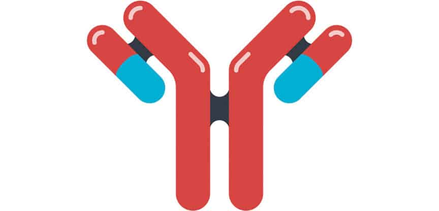 Illustration eines Y-förmigen Antikörpers mit gebundenen Medikamenten – Symbol für moderne Antikörpertherapien und zielgerichtete Krebsbehandlung.