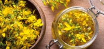 Frische Johanniskrautblüten und ein Glas mit Johanniskrautöl auf einem Holztisch – traditionelle Heilpflanze zur Herstellung pflanzlicher Auszüge.