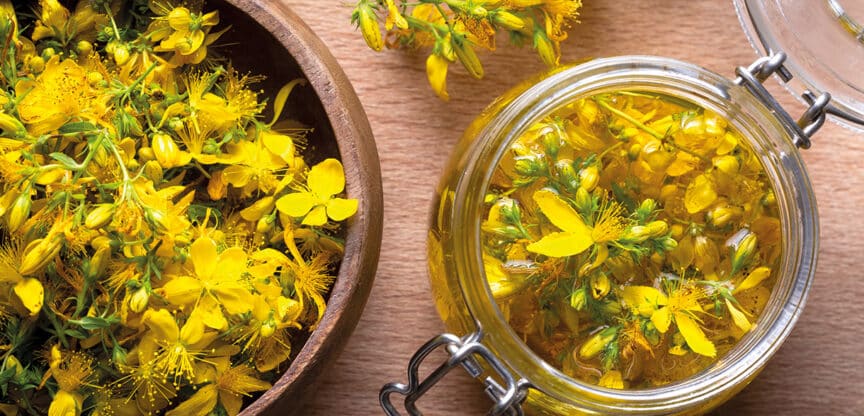 Frische Johanniskrautblüten und ein Glas mit Johanniskrautöl auf einem Holztisch – traditionelle Heilpflanze zur Herstellung pflanzlicher Auszüge.