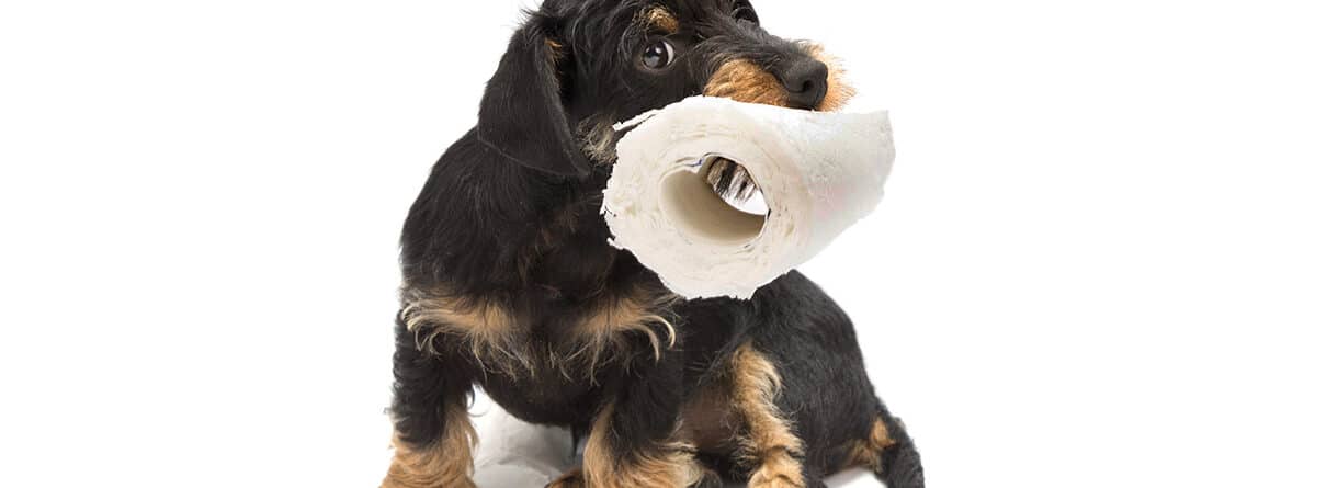Kleiner Hund hält eine Rolle Toilettenpapier im Maul als Symbol für Verdauungsprobleme und Durchfall.