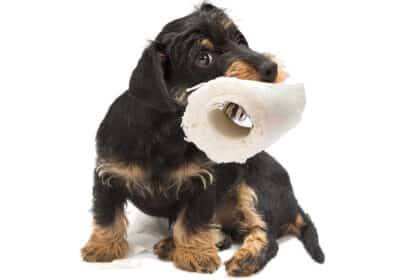Kleiner Hund hält eine Rolle Toilettenpapier im Maul als Symbol für Verdauungsprobleme und Durchfall.