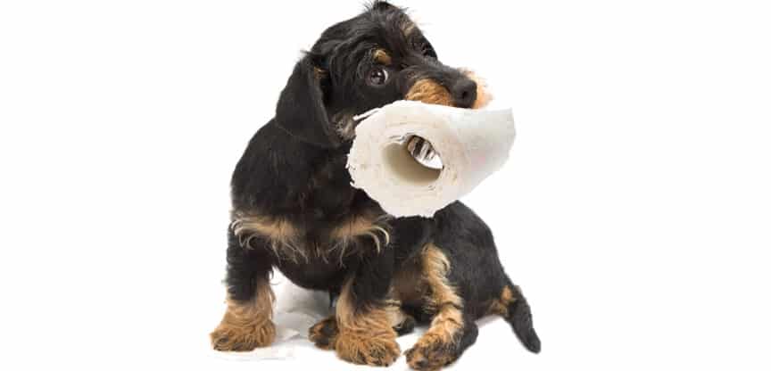 Kleiner Hund hält eine Rolle Toilettenpapier im Maul als Symbol für Verdauungsprobleme und Durchfall.