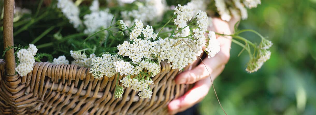 Frisch geerntete Schafgarbe mit weißen Blüten in einem geflochtenen Korb.