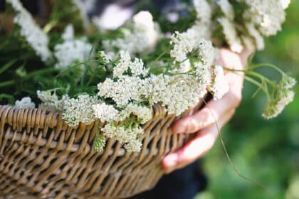 Frisch geerntete Schafgarbe mit weißen Blüten in einem geflochtenen Korb.