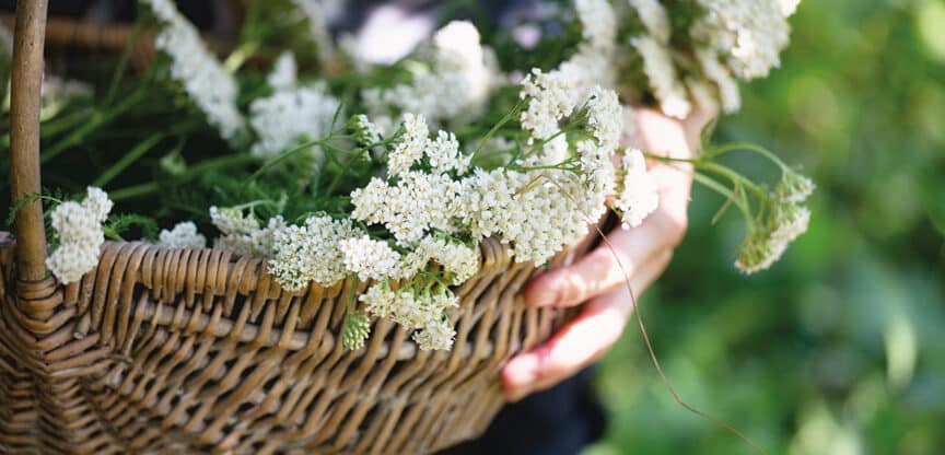 Frisch geerntete Schafgarbe mit weißen Blüten in einem geflochtenen Korb.
