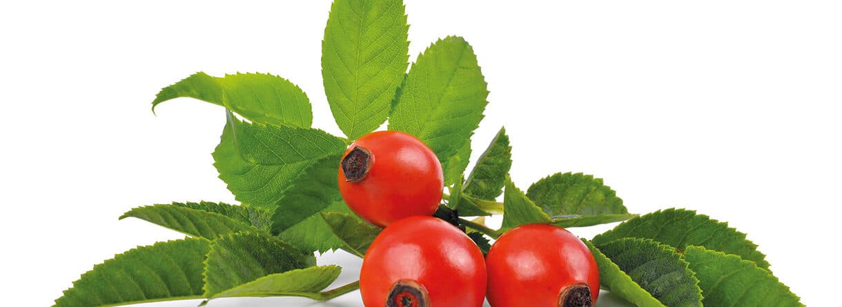 Drei leuchtend rote Hagebutten mit frischen grünen Blättern auf weißem Hintergrund.