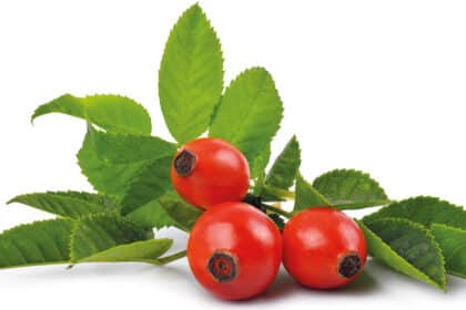 Drei leuchtend rote Hagebutten mit frischen grünen Blättern auf weißem Hintergrund.